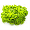 1-2-Grow! Spirodela polyrrhiza NEW!