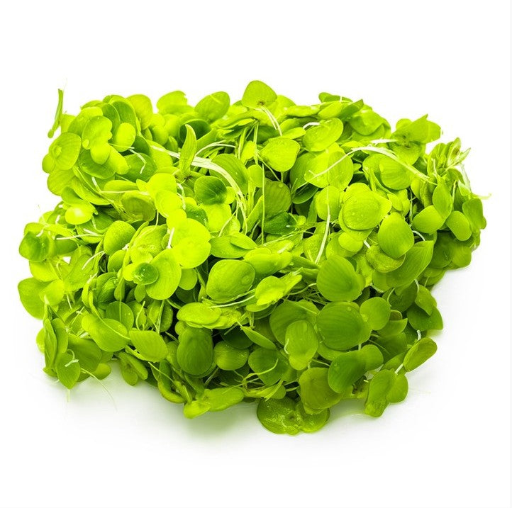 1-2-Grow! Spirodela polyrrhiza NEW!