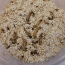 Meal Worms (In Store Pickup only)
