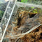 Tarantula - Tree Spider
