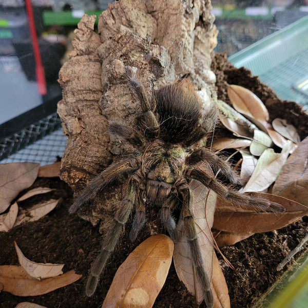 Tarantula - Haitan Brown