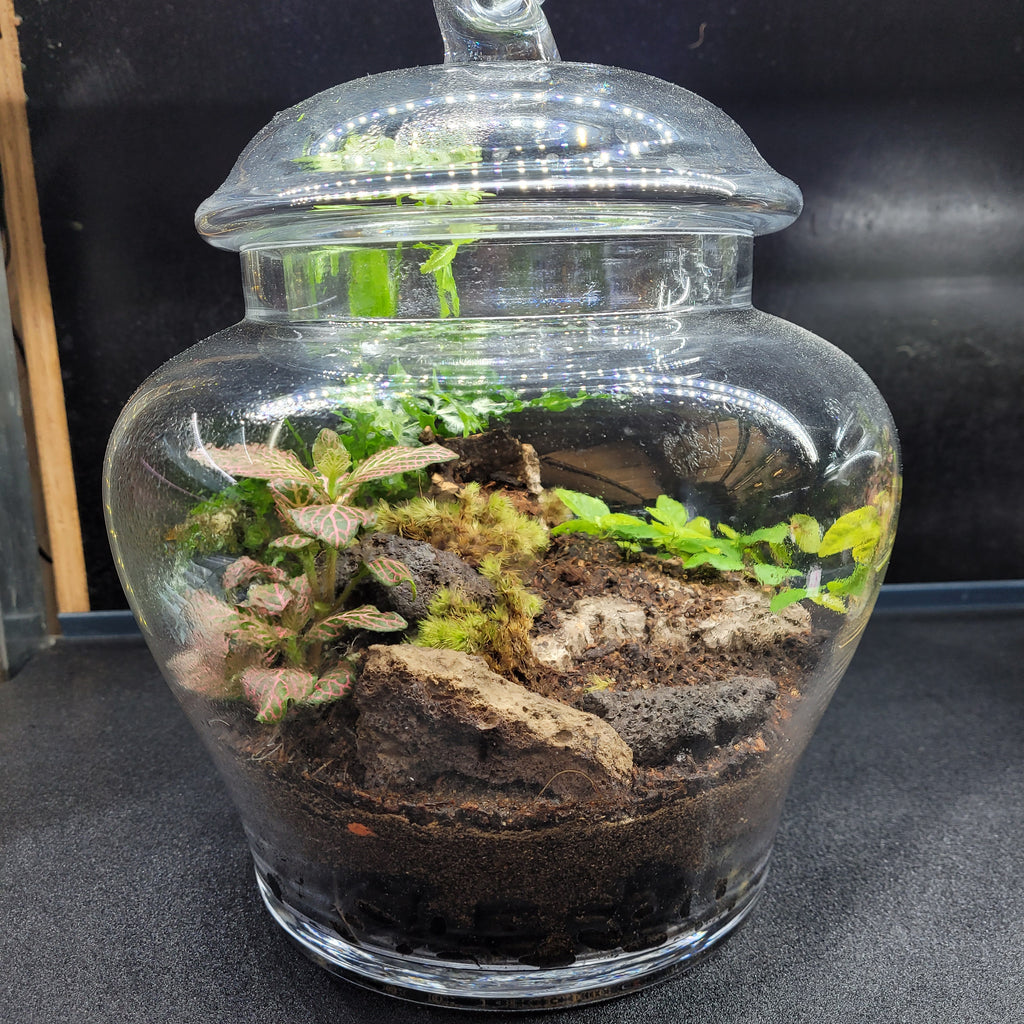 Handcrafted Terrarium - 