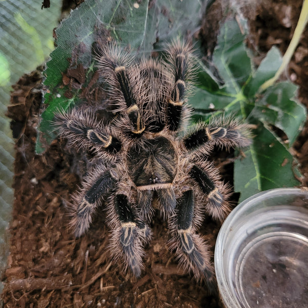 Tarantula - Chaco Gold Knee