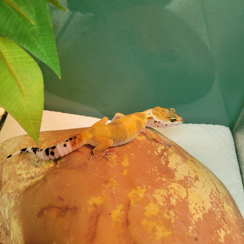 Lizard - Gecko - Leopard Tangerine