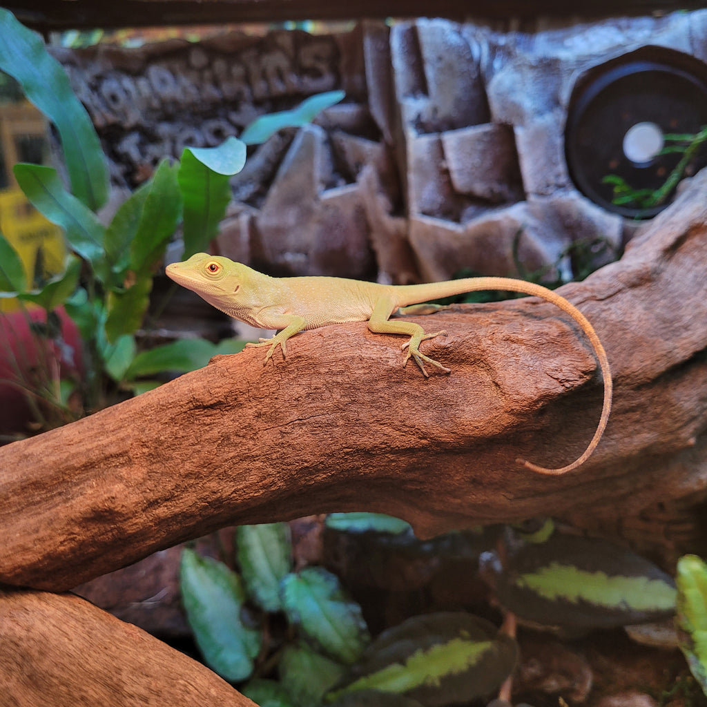 Feeder anoles best sale