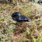 Black Obsidian Raven Skull Ornament