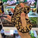 Snake - Ball Python - Pastel Mahogany Male