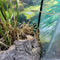 Amphibian - Frog - Dart - Auratus Green + Black