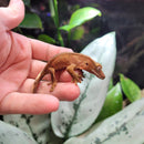 Lizard - Gecko - Crested Juv.