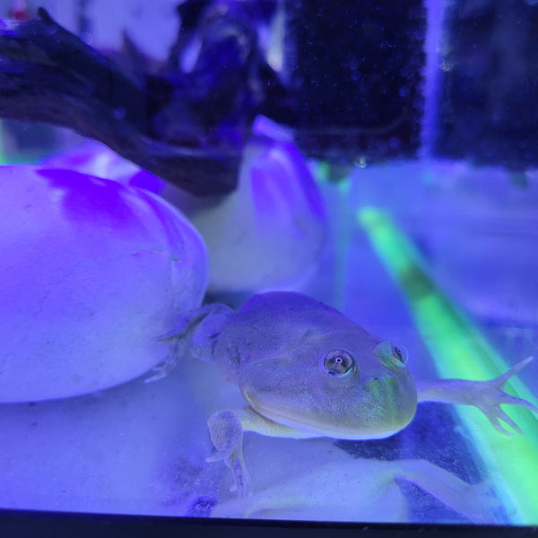 Amphibian - Frog - Budgett