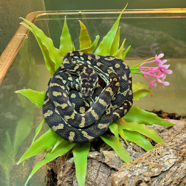 Snake - Carpet Python Jungle Coastal