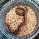 Snake - Kenyan Sand Boa Striped Female
