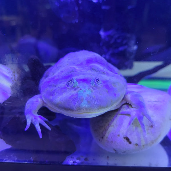 Amphibian - Frog - Budgett