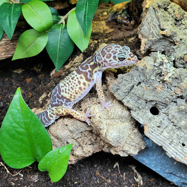 Lizard - Gecko - Leopard West Indian Male