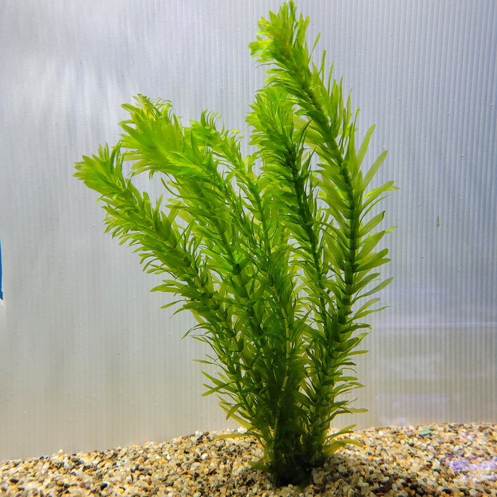 Bunch Plant - Elodea densa – Aquariums West