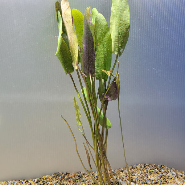 Bunch Plant - Aponogeton natans