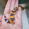 Lizard - Gecko - Leopard Calico Firefox