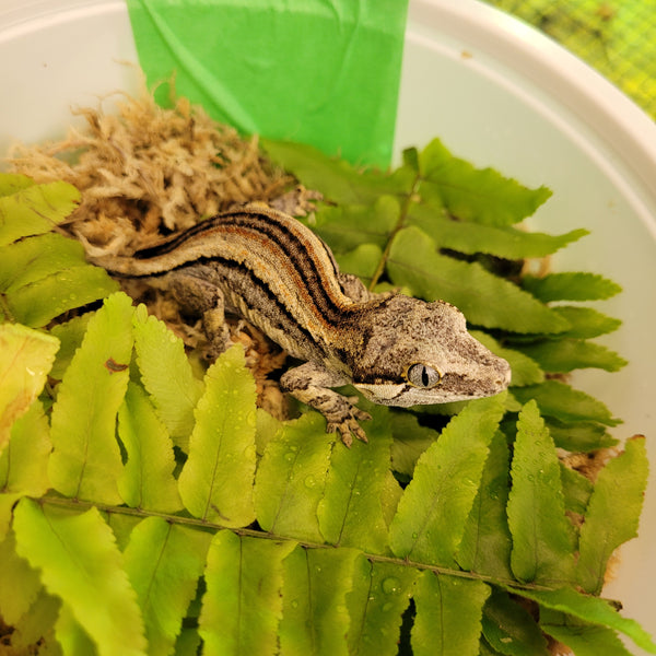 Lizard - Gecko - Gargoyle