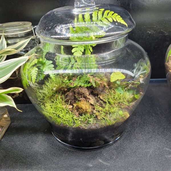 Handcrafted Terrarium - "Forbidden Forest"