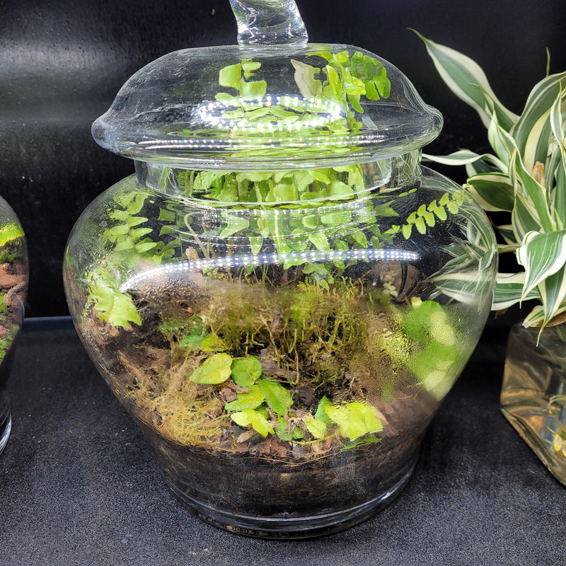 Handcrafted Terrarium - "Forgotten Land"