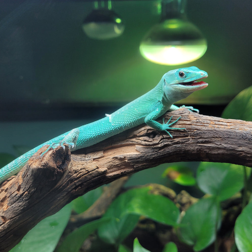 Lizard - Green Keel-Bellied – Aquariums West