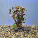 Bunch Plant - Ludwigia natans