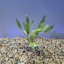 Bunch Plant - Cryptocoryne wendtii 'Green'