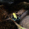 Amphibian - Frog - Dart -  Yellowback