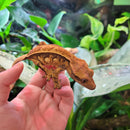 Lizard - Gecko - Crested Juv.