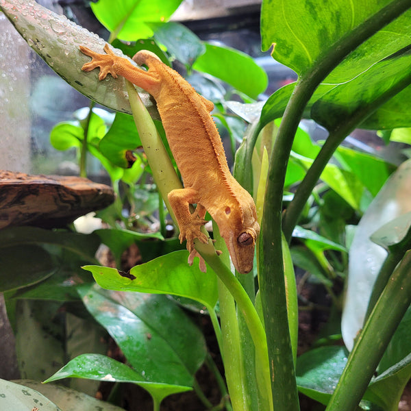 Lizard - Gecko - Crested Juv.