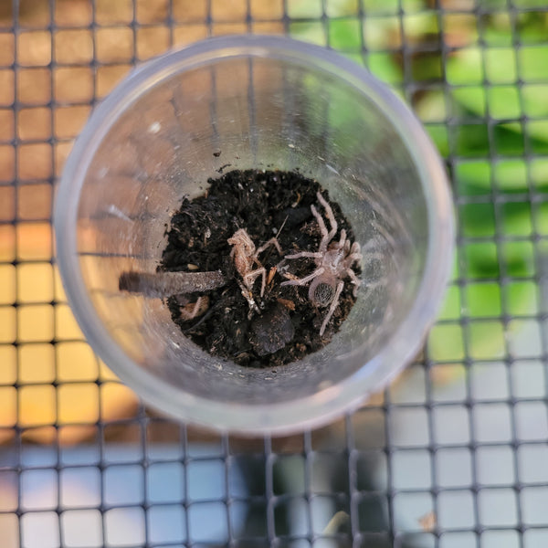 Tarantula - Colombian Purple and Gold Sling