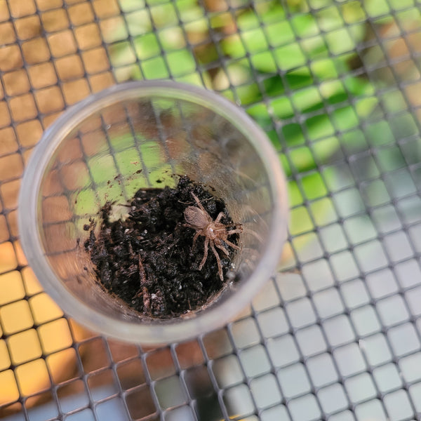 Tarantula - Colombian Dwarf Blue Sling