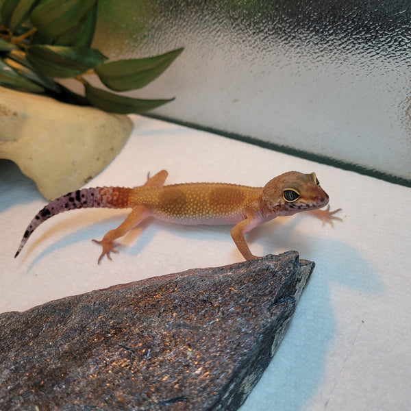 Lizard - Gecko - Leopard Hypo Tangerine Female