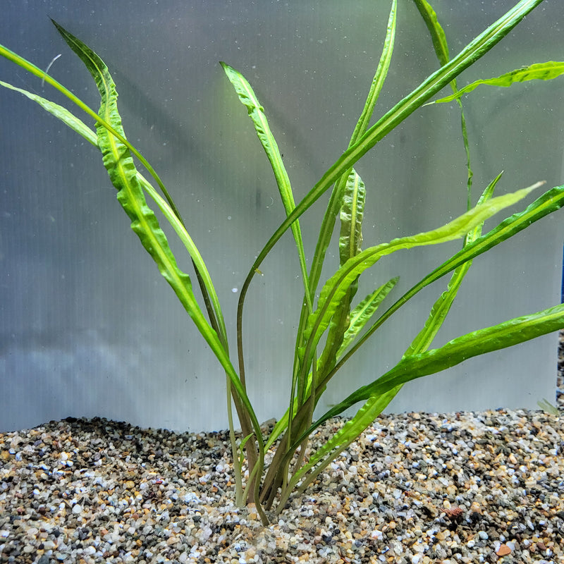 Bunch Plant - Cryptocoryne hundoroi