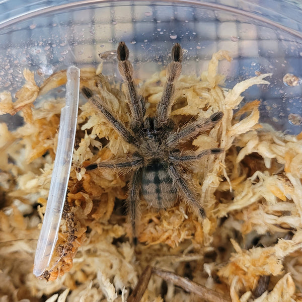 Tarantula - Chevron Trinidad