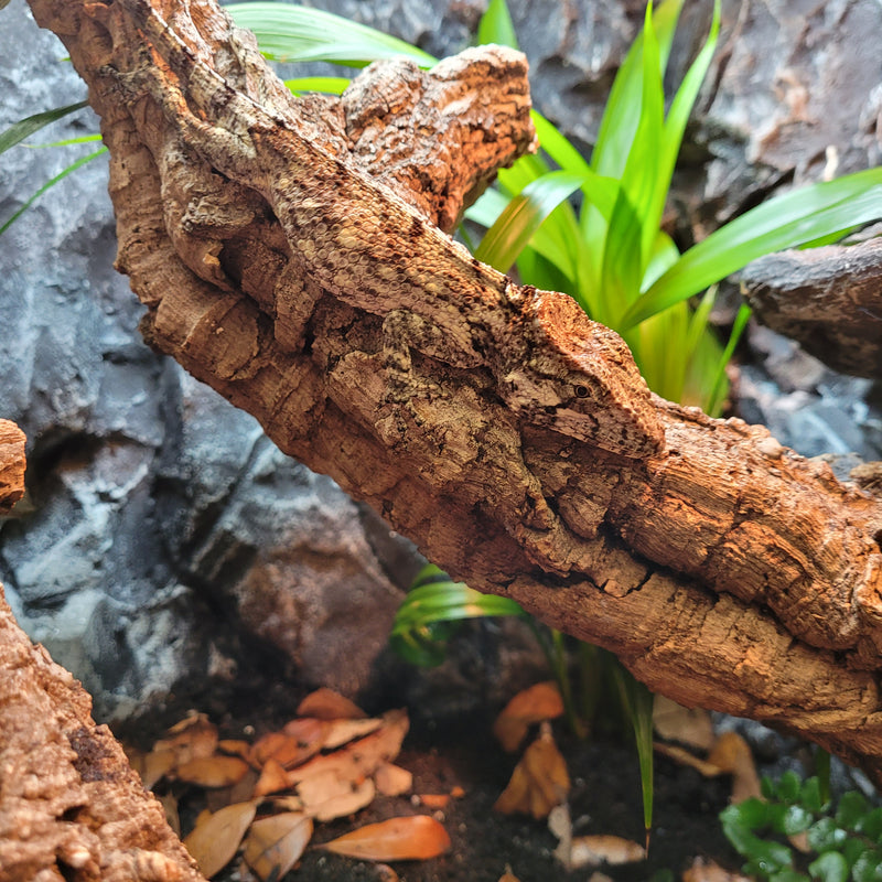 Lizard - Anole - Cuban False Chameleon