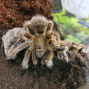 Tarantula - Giant Stripe Knee