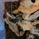 Tarantula - Mexican Red Knee Spiderling