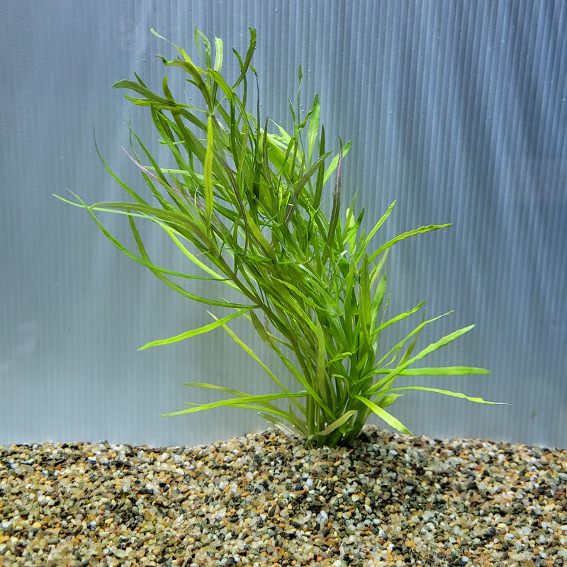 Bunch Plant - Pogostemon Octopus stellatus