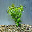 Bunch Plant - Bacopa caroliniana