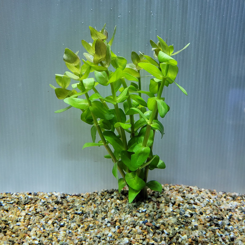 Bunch Plant - Bacopa caroliniana