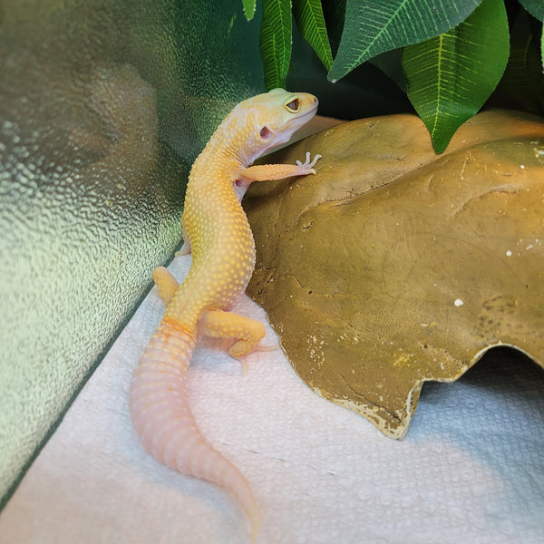 Lizard - Gecko - Leopard Lemon Leucistic Male