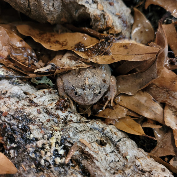 Amphibian - Frog - Burmese Squat