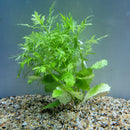 Bunch Plant - Hygrophila difformis