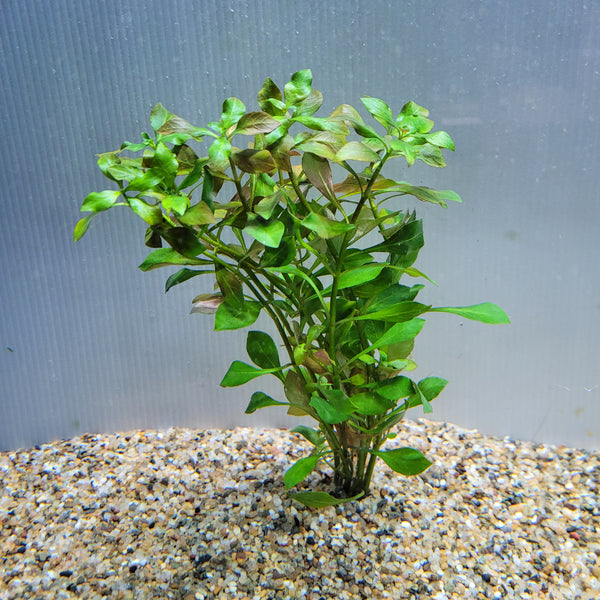 Bunch Plant - Ludwigia peruensis 'Diamond'