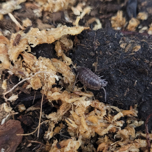 Isopod - Porcellio scaber - Calico