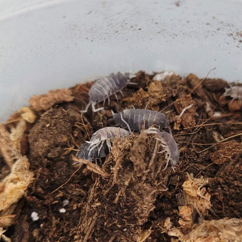 Isopod - Porcellionides pruinosus - Oreo Crumble