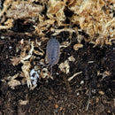 Isopod - Porcellio scaber - Calico