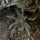 Tarantula - Goliath Birdeater Juvenile