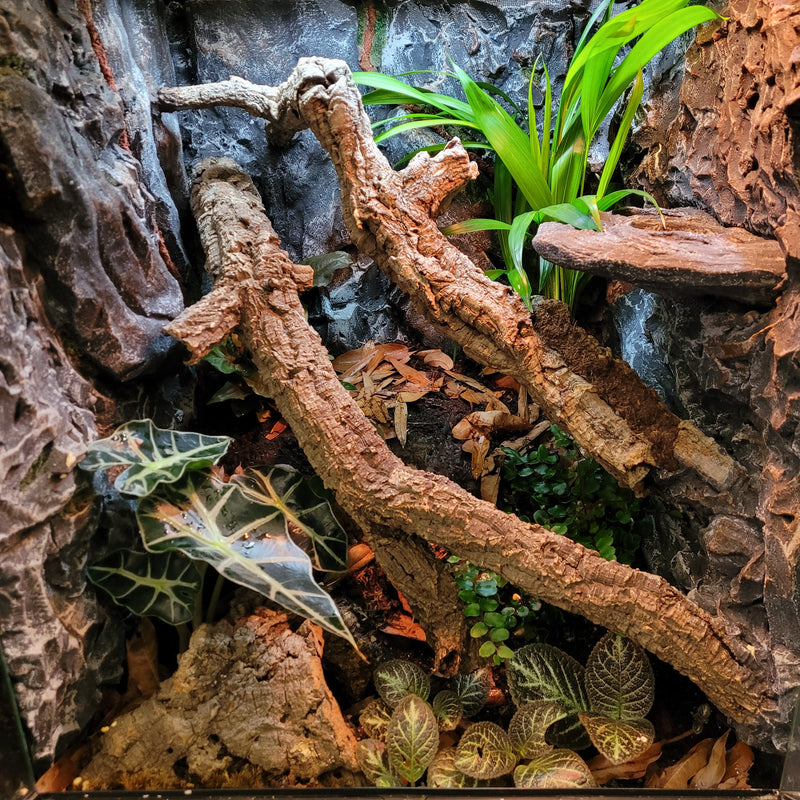 Lizard - Gecko - Complete Terrarium Setup (see description for details)